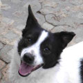 Zamara