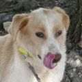 Otto