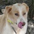 Otto