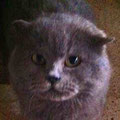 Mischo