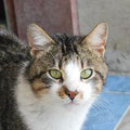 Joshi