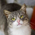 Hannes