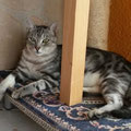 Smokie