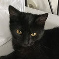 Tala