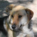 Barney
