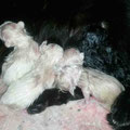 Bao, Bora, Bea, Benita, Bina und Monsieur Boubou