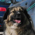 Nelli