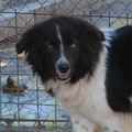 Sima