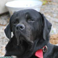 Vito