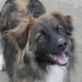 Chase