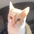 Tigger