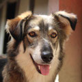 Amaya