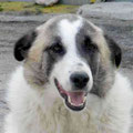 Campino