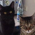 Simba und Elly