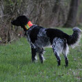 Elfie Fermi vom Blitzenbach 186/22