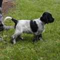 B-Wurf von Benteler 2005