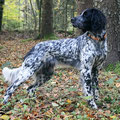 vW Cora von der Kiwitzheide 116/16