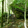Steig durch Mischwald
