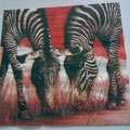 001-Afrika-Zebra