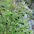 Blaubeeren wohin das Auge blickt.