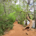 Zu Fuss auf dem Red Rock Crossing Trail