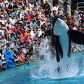 Shamu tobt sich mit seiner Familie aus