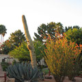 Wappenpflanze von Arizons - Kaktus