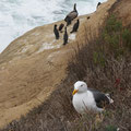 La Jolla