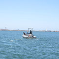 Die Navy trainiert mit einem Delfin