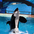 Shamu in voller Grösse