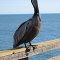 Oceanside Pier