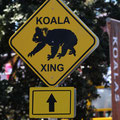 Welcome to Koalafornia!