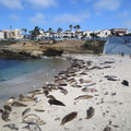 Seelöwen in La Jolla (zum Glück gibt es keine Geruchsfotos)