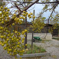 Fruits du micocoulier