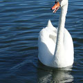 Cygne tuberculé