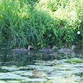 Famille de colverts
