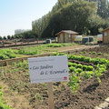 Les parcelles d'insertion