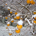 Kakis sous la neige