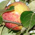 Apfel -  Foto Andrea Weinke, Gross Laasch Flexibel e.V.