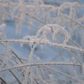 Winteranfang -  Foto Andrea Weinke, Gross Laasch Flexibel e.V.