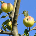 Apfel -  Foto Andrea Weinke, Gross Laasch Flexibel e.V.