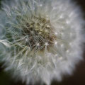 Pusteblume