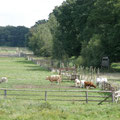 Am Radweg Neuhaus-Preten