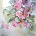Roses XVII 2016 (18) / Watercolour 30x40cm  on Fabriano CP © janinaB. 2016