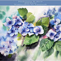 Hydrangea II 2019 (O1) / 20x30cm Watercolour by ©janinaB