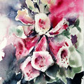 Foxglove I (O1) / Watercolour 17x20cm on Arches CP ©janinaB