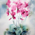cyclamen II 2016 (10) / Watercolour 30x40cm  on Fabriano CP © janinaB. 2016