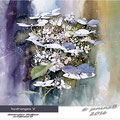 hydrangea V (10) / Watercolour 30x40cm on Fabriano CP © janinaB. 2016