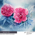peonies III  (1) / Watercolour 30x40cm  Gerstaecker © janinaB. 2016