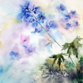 delphinium I 2016 (9) / Watercolour 30x40cm on Arches CP © janinaB. 2016